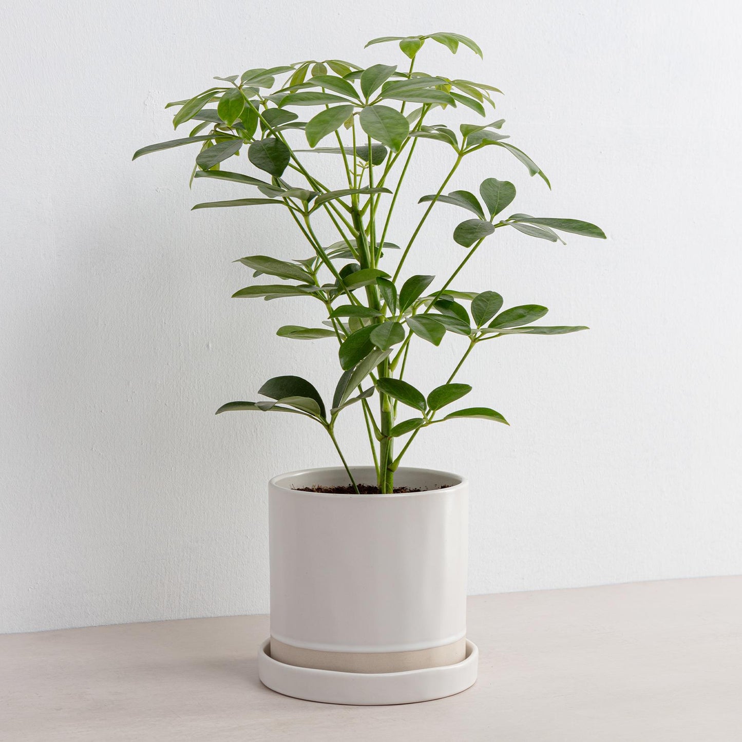 
                  
                    Organics Planter & Tray - White
                  
                
